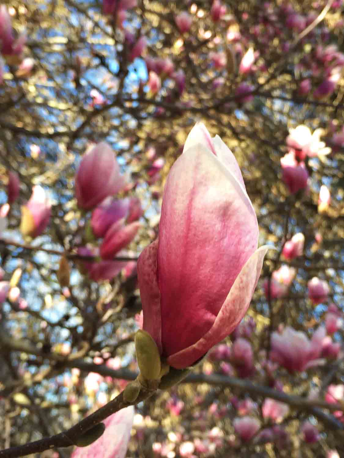 Magnolia Blossom Closed 1.jpg