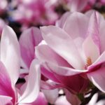 Magnolia Blossoms P1 1.jpg