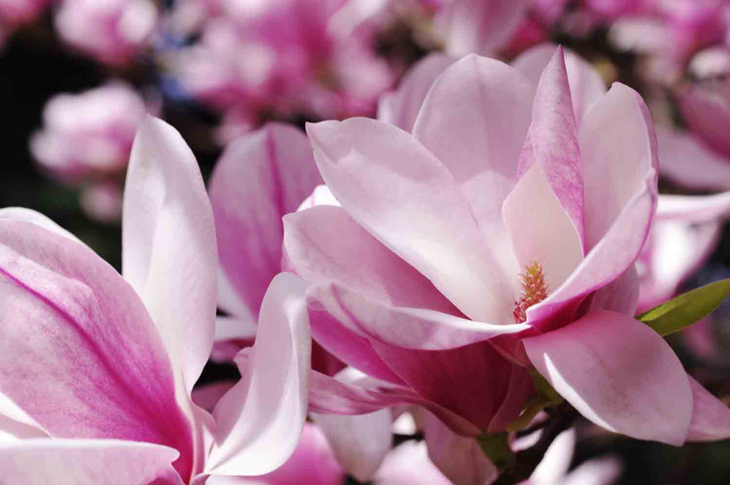 Magnolia Blossoms P1 1.jpg