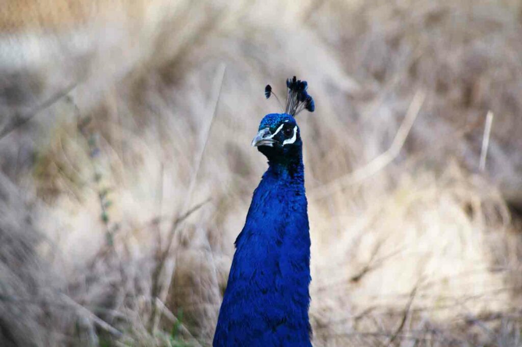 Male Peacock 1.jpg
