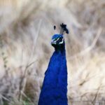 Male Peacock 1.jpg