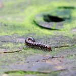 Millipede 1.jpg