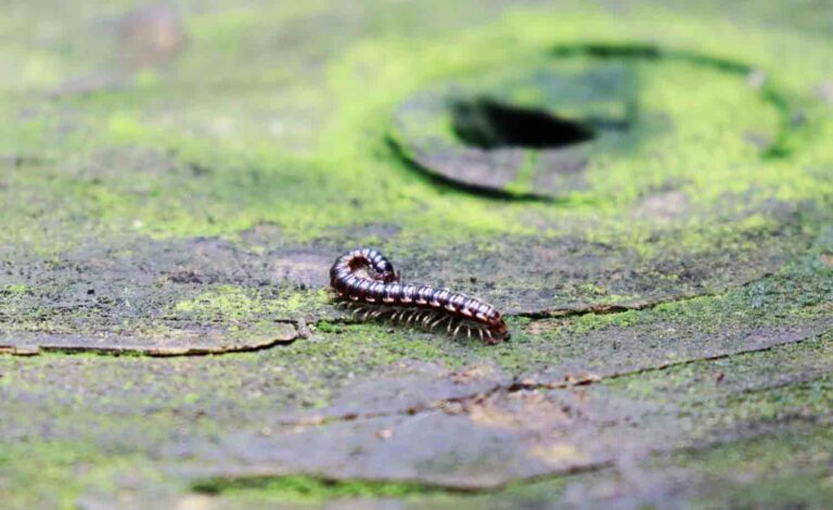Close Up Photo of Millipede Arthropod Insect