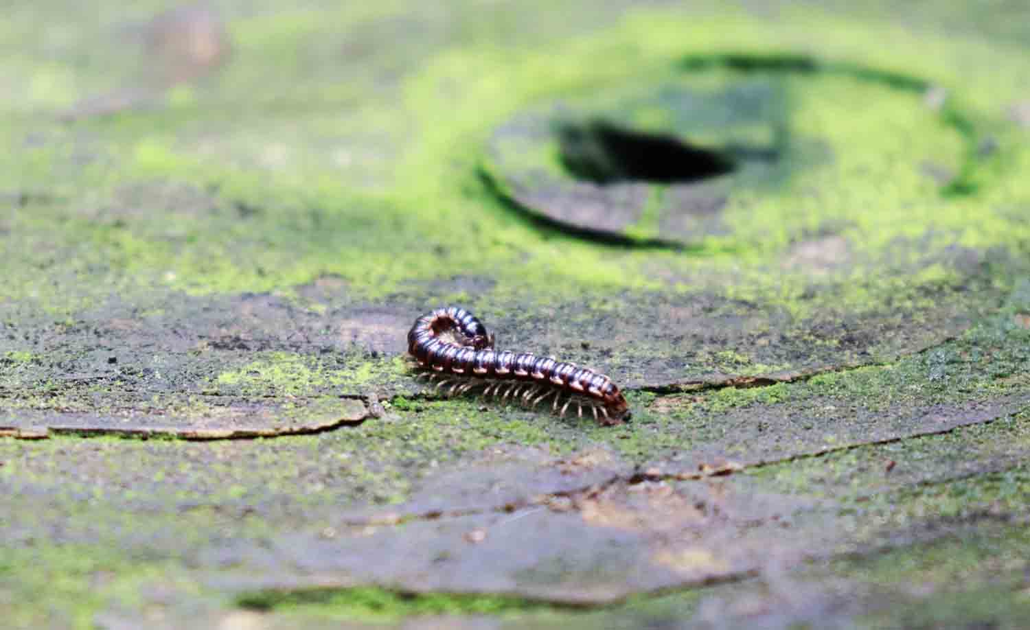 Millipede 1.jpg