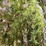 Moss On Tree2 1.jpg