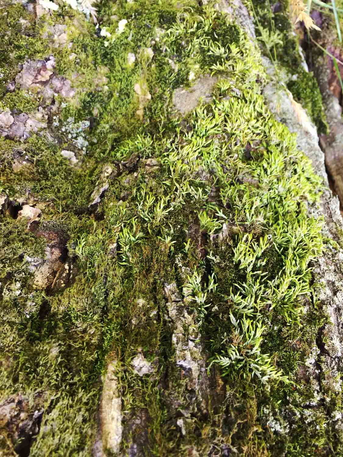 Moss On Tree2 1.jpg