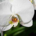 Orchid Flower1 1.jpg