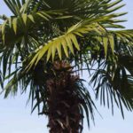 Palm Tree 1 1.jpg
