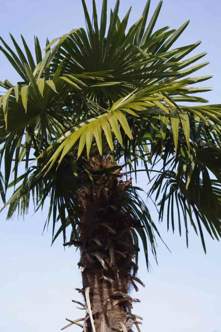 Palm Tree Stock Photo