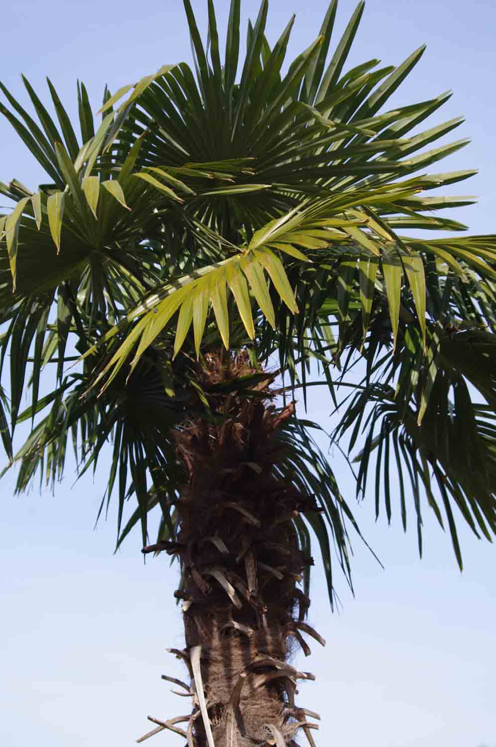 Palm Tree 1 1.jpg