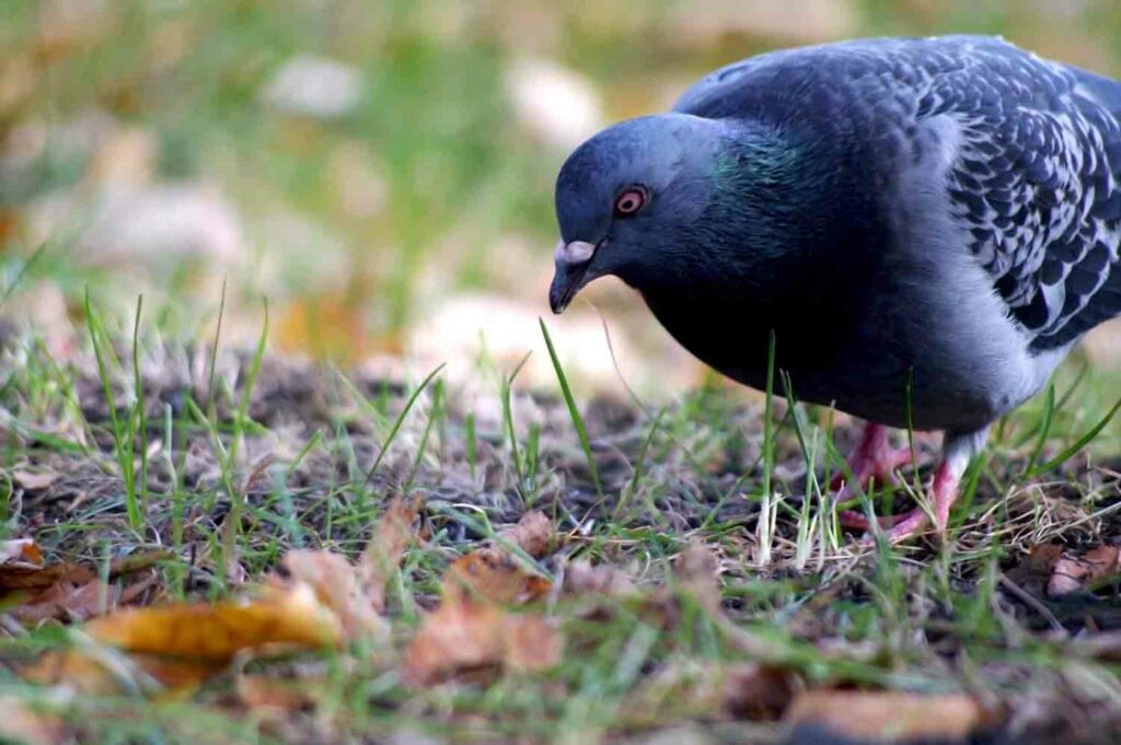 Pigeon 1.jpg