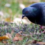 Pigeon 1.jpg