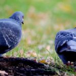 Pigeons 1.jpg