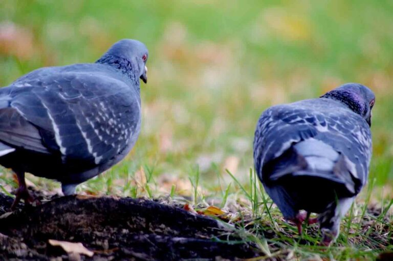 Two Pigeons in the City Park stock photo
