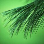 Pine Branch 1.jpg