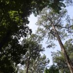 Pine Branch Sky 1.jpg