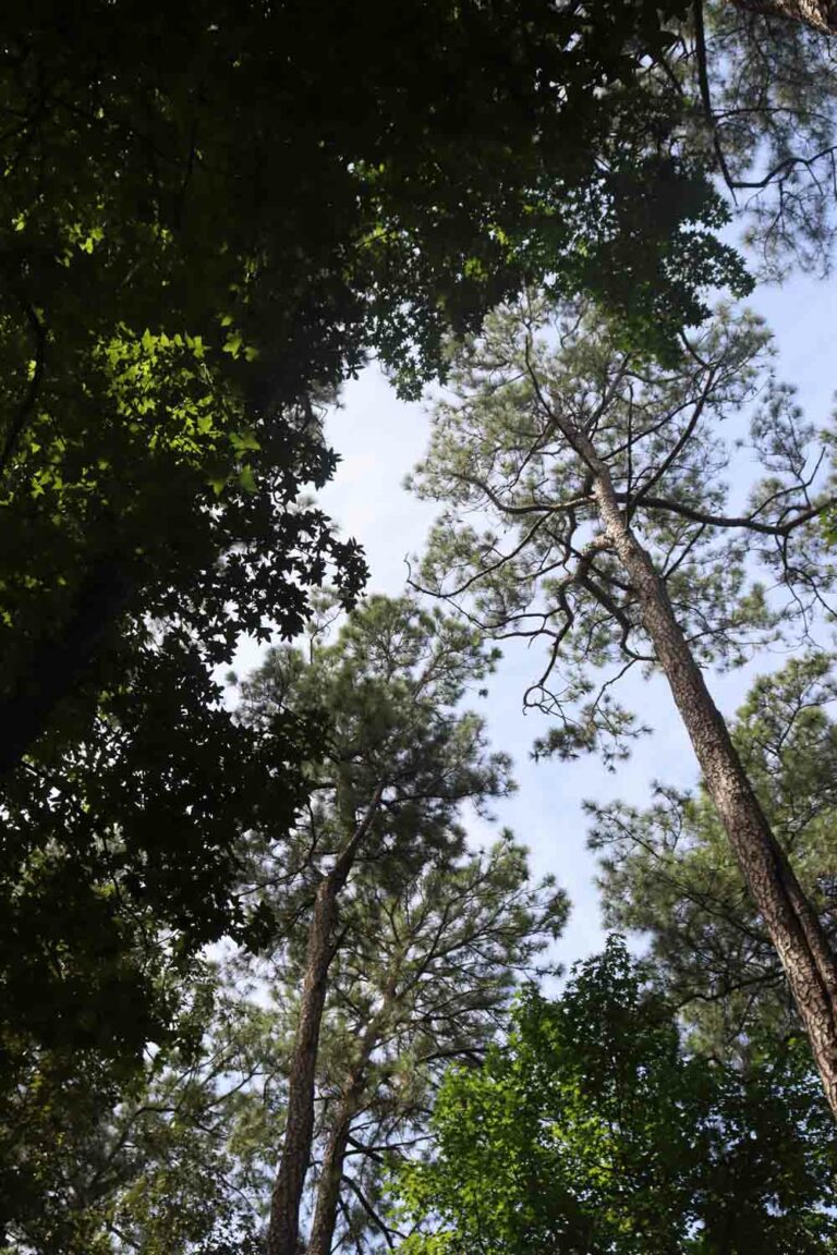 Pine tree branches against the sky