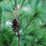 Pine Cone Branch 1.jpg