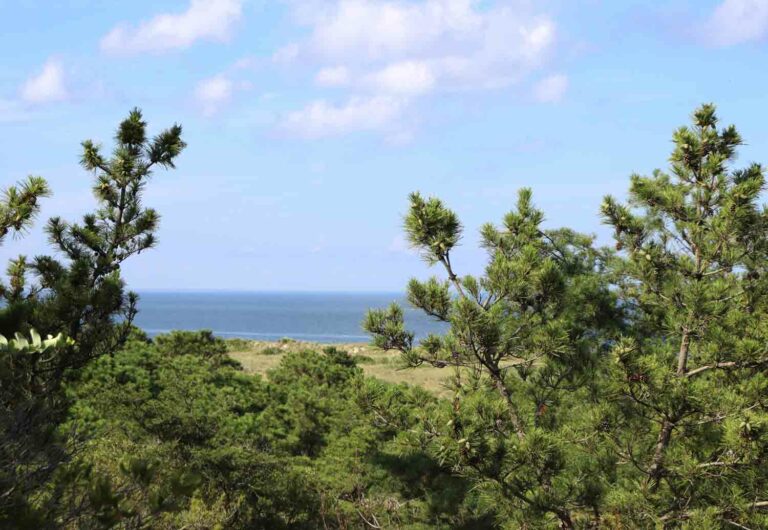Pine tree against the dunes at the beach overlooking the ocean