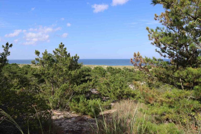 Pine Trees in Dunes at the Ocean
