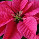Poinsetta Flower 1.jpg