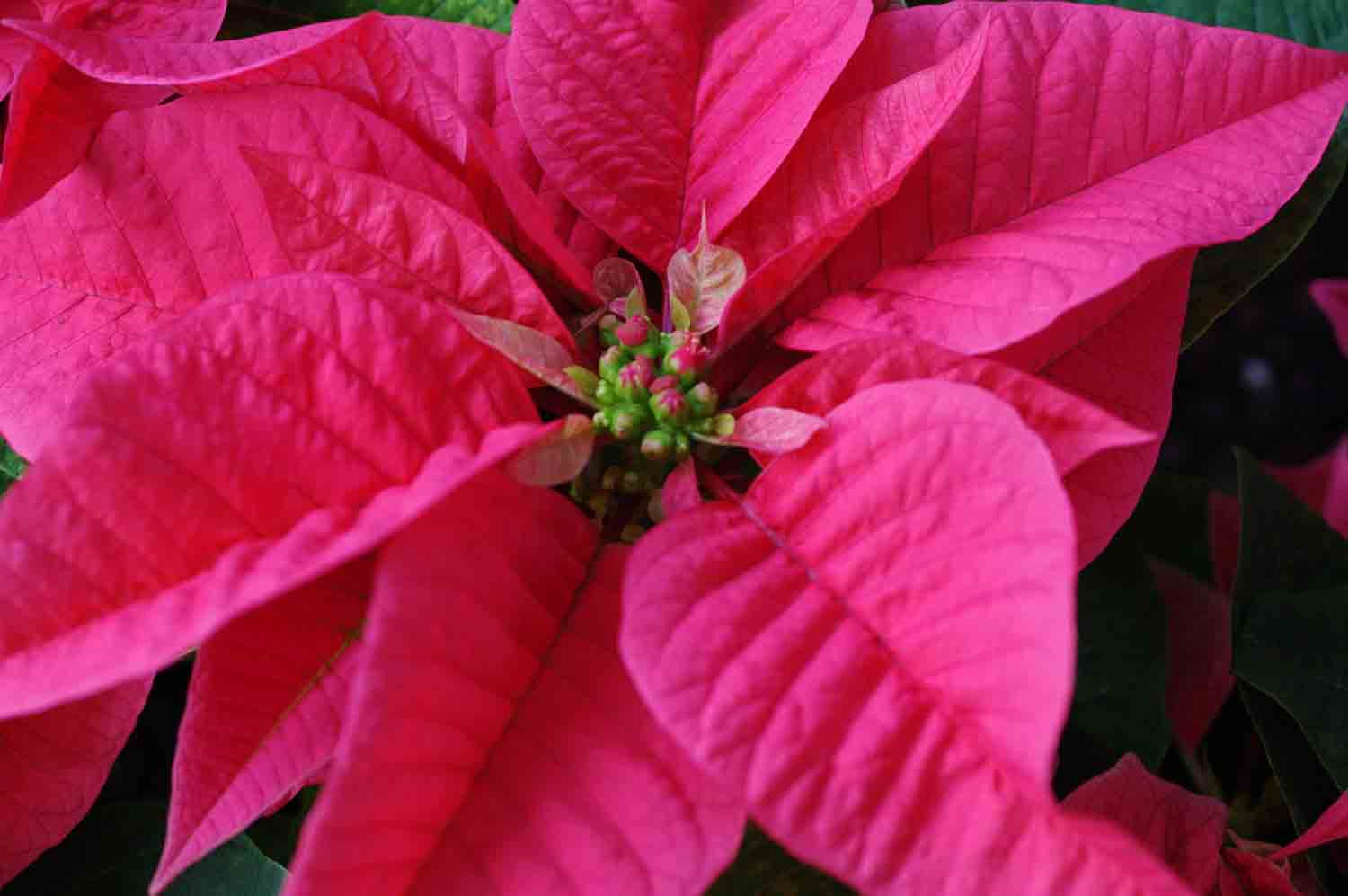 Poinsetta Flower 1.jpg