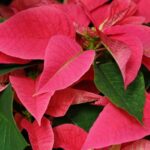 Poinsetta1 1.jpg