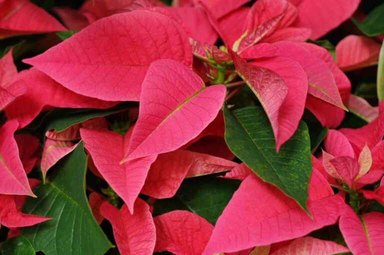Poinsettia Flower for Christmas