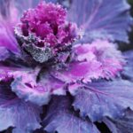 Purple Cabbage 1.jpg