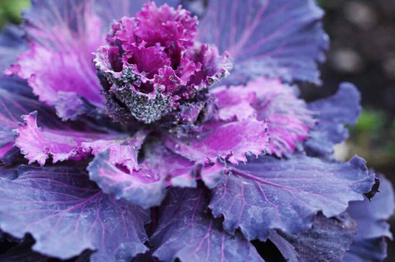Purple Cabbage Plant