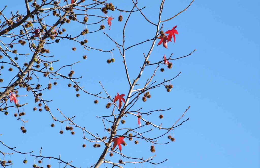 Red Maple Seed Pods 1.jpg