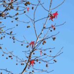 Red Maple Seed Pods 1.jpg