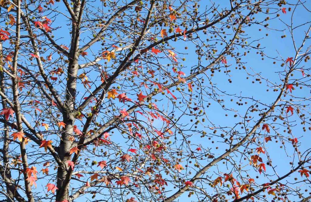 Red Maple Tree Autumn 1.jpg