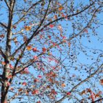 Red Maple Tree Autumn 1.jpg