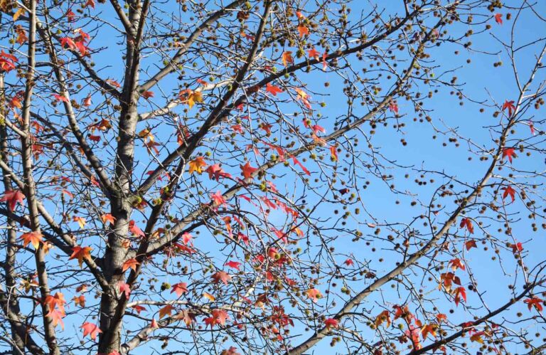 Red Maple Tree in Autumn