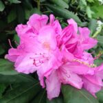 Rhododendron Blossom 1.jpg