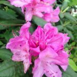 Rhododendron Pink 1.jpg