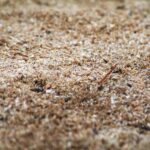 Sawdust Macro Photo 1.jpg