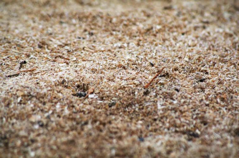Macro Stock Photo of Sawdust