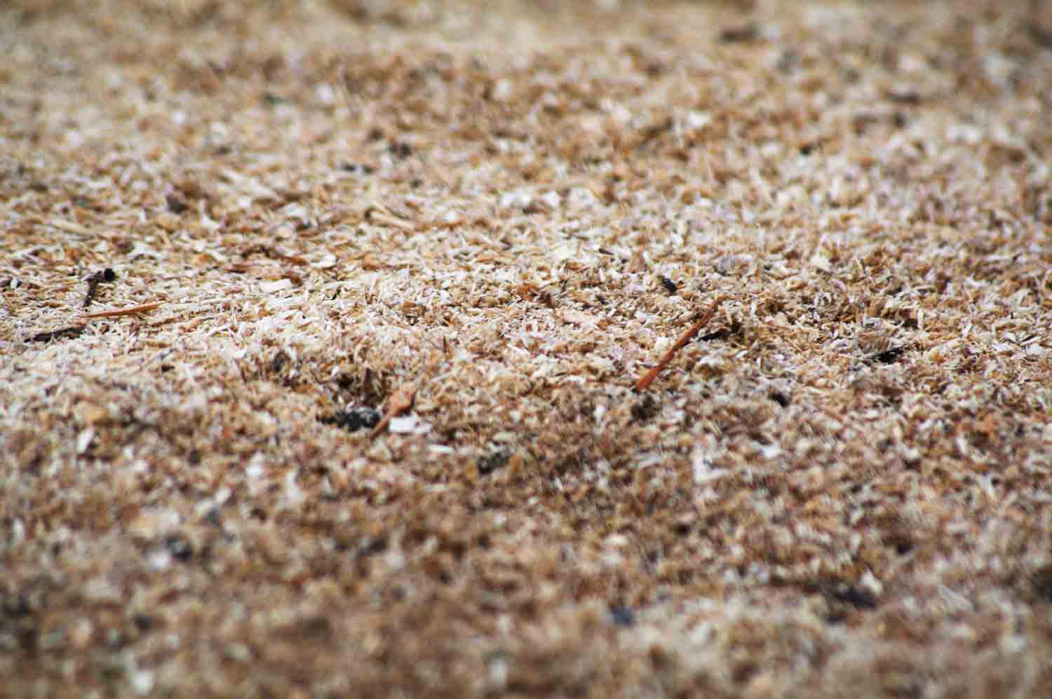 Sawdust Macro Photo 1.jpg
