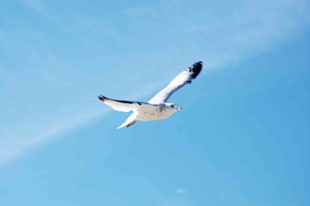 Seagull Flying Sky 1.jpg
