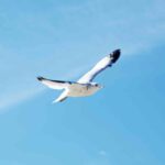 Seagull Flying Sky 1.jpg