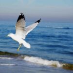 Seagull In Flight Ocean 1.jpg