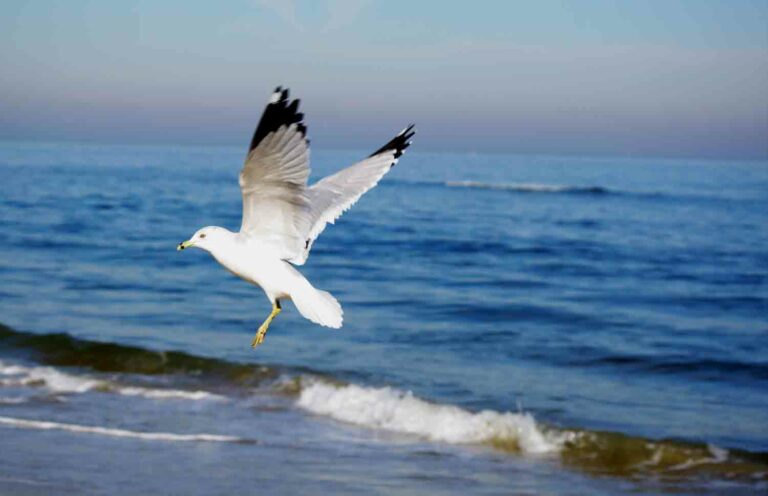 Seagull in Flight at The Beach
