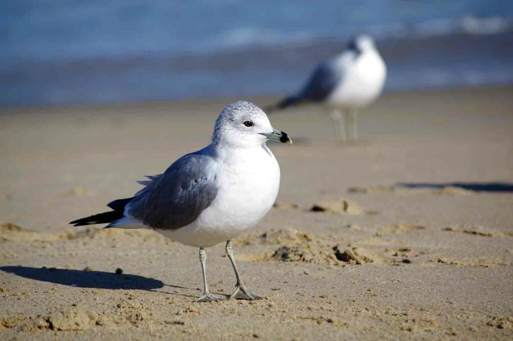 Seagull Sand Ocean 1.jpg