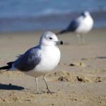 Seagull Sand Ocean 1.jpg