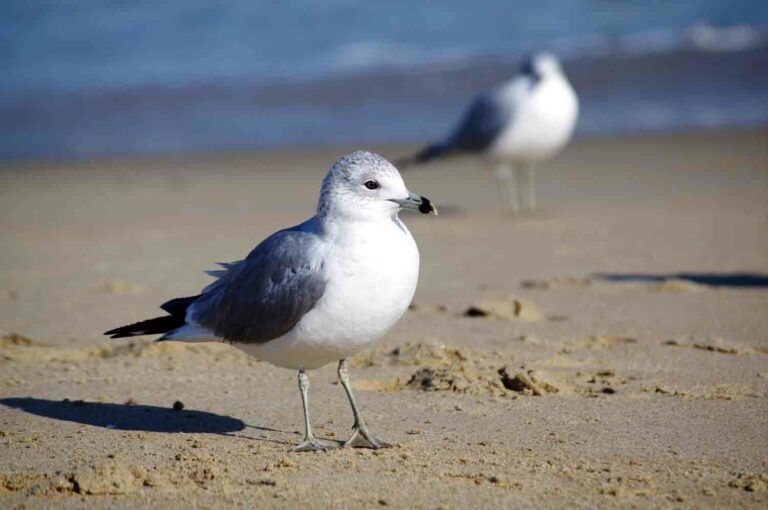 Seagull in the sand at the beach