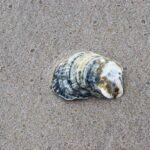 Seashell On Beach1 1.jpg