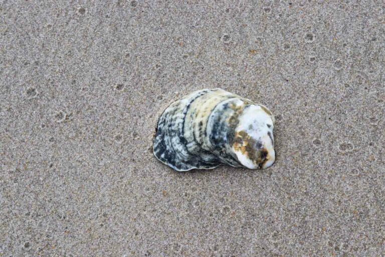 Seashell on The Beach in the Sand