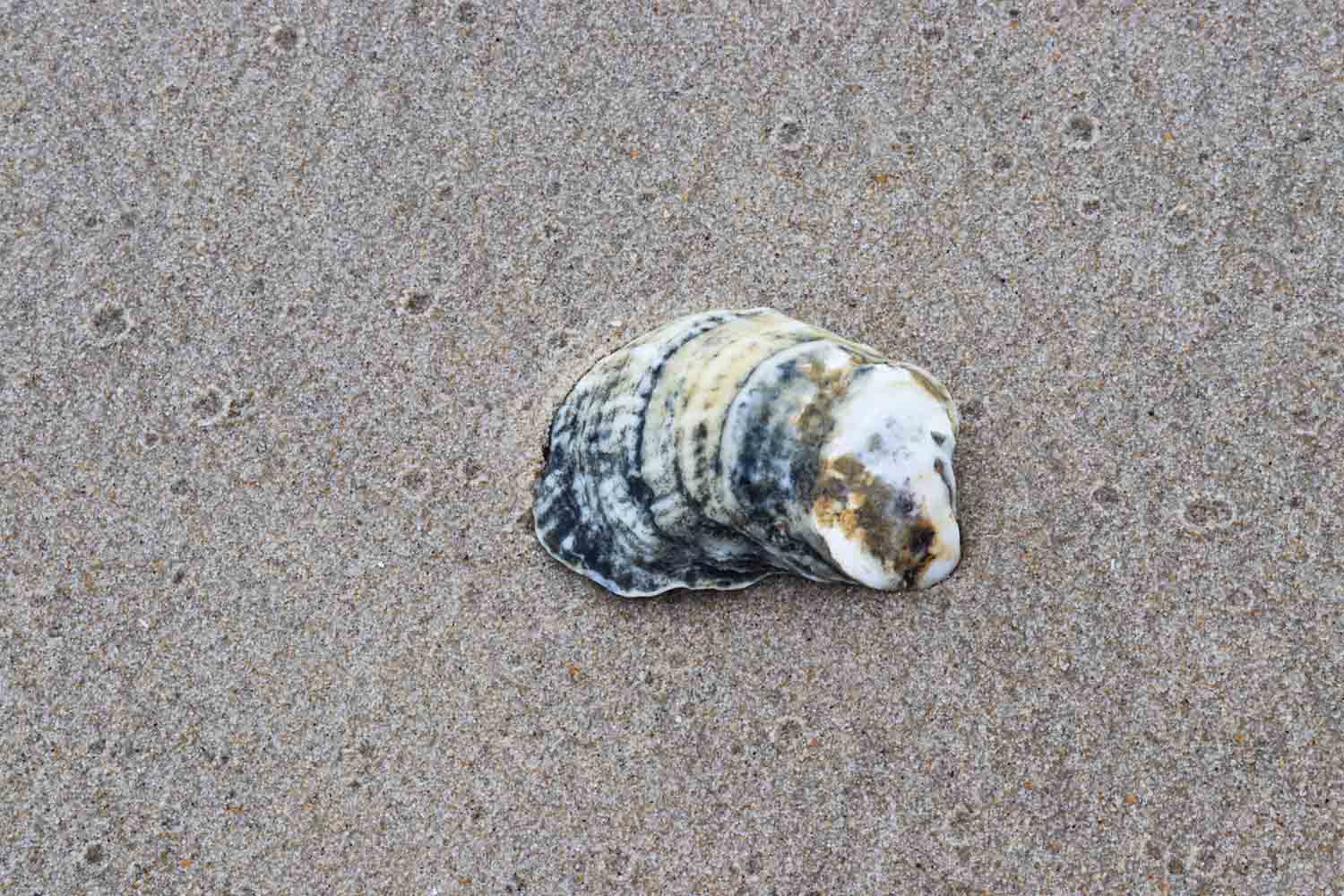 Seashell On Beach1 1.jpg